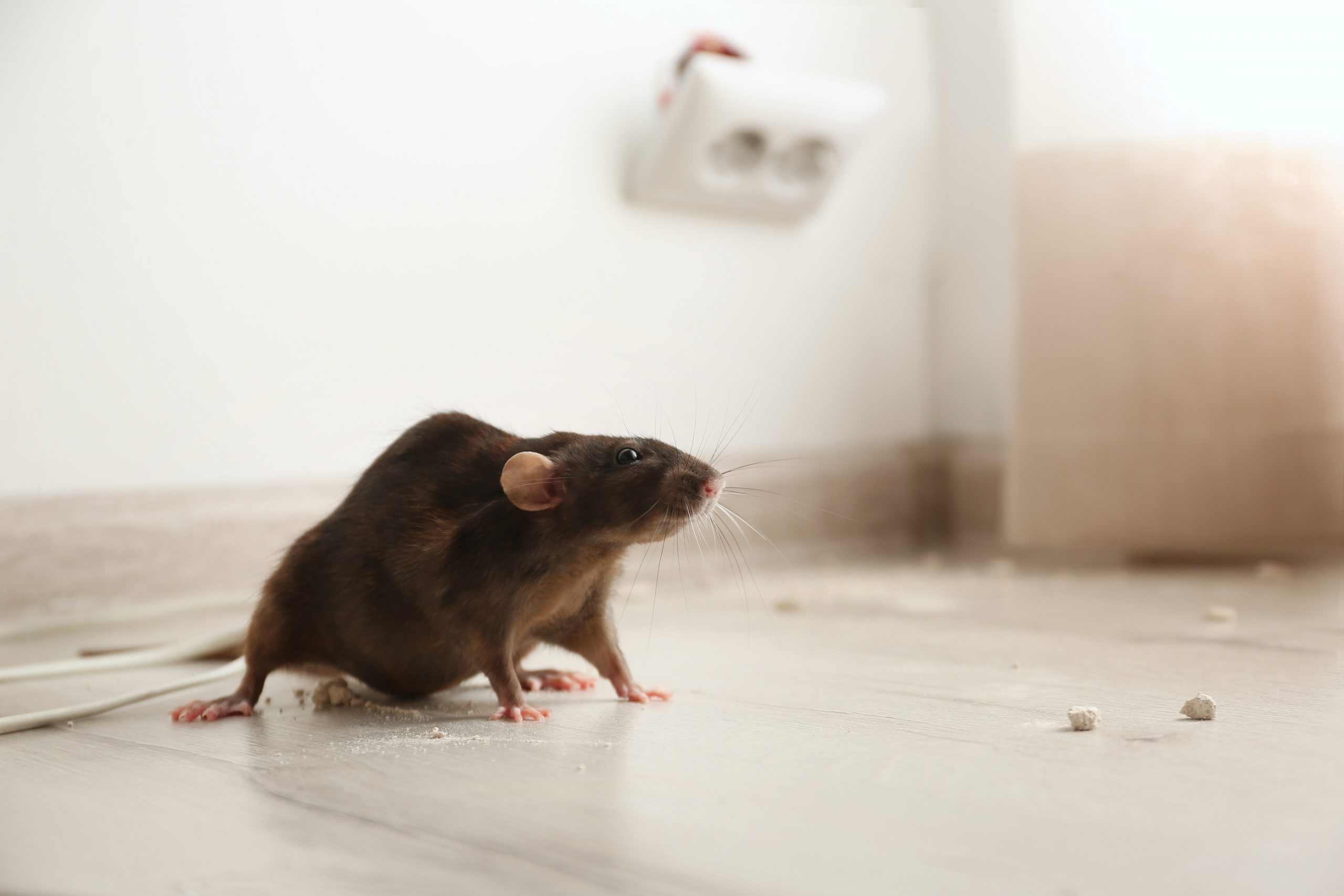 Bigstock Brown Rat On Floor Indoors Pe 356971118 Scaled 