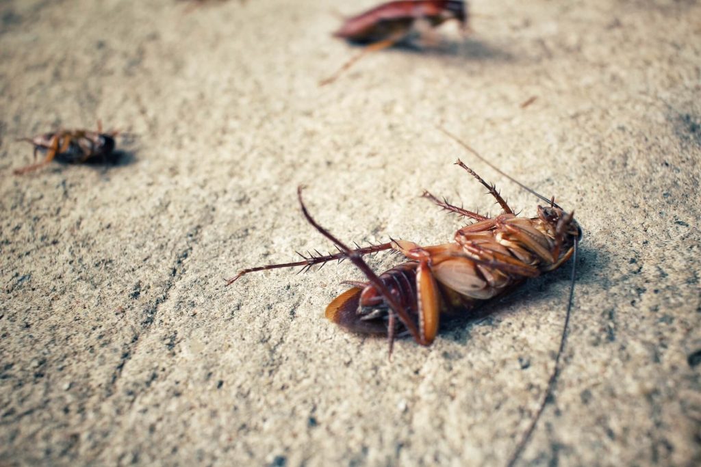 dead cockroaches